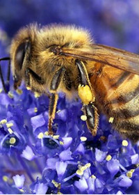 Príklad včely
