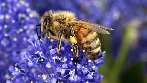 Príklad včely